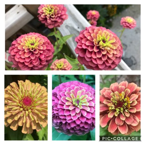 queen red lime zinnias