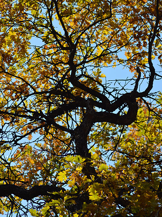 On The Road - Mike in Oly - Fall Foliage - Tieton River, WA 4