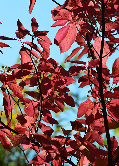 On The Road - Mike in Oly - Fall Foliage - Tieton River, WA 1