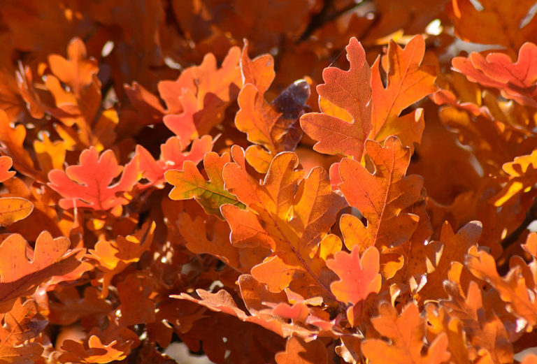 On The Road - Mike in Oly - Fall Foliage - Tieton River, WA 5