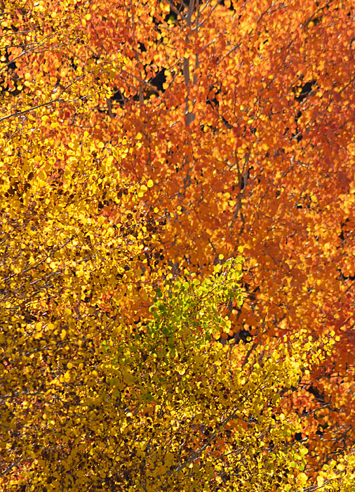 On The Road - Mike in Oly - Fall Foliage - Tieton River, WA 3