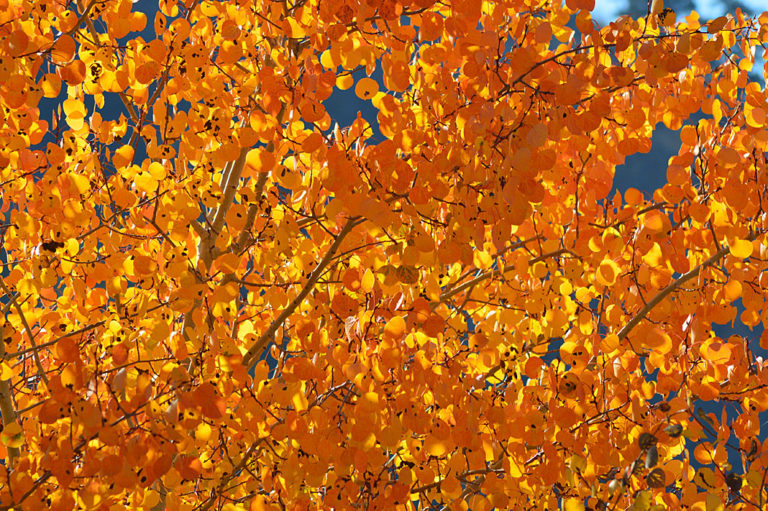 On The Road - Mike in Oly - Fall Foliage - Tieton River, WA 2