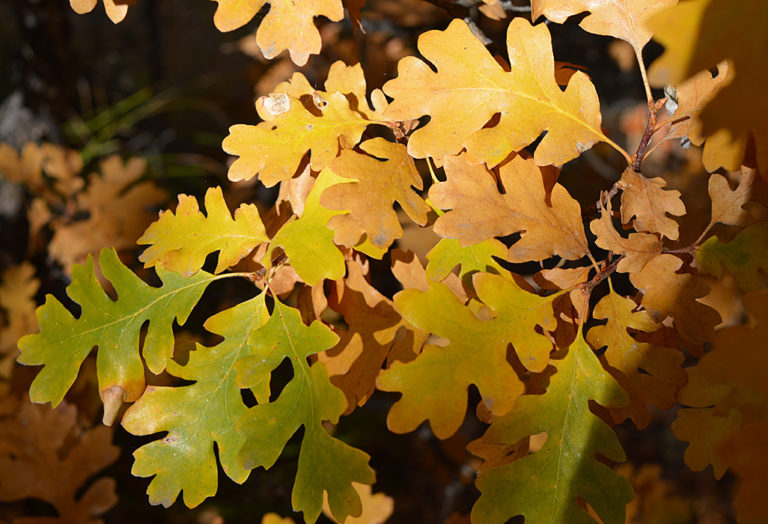 On The Road - Mike in Oly - Fall Foliage - Tieton River, WA 6