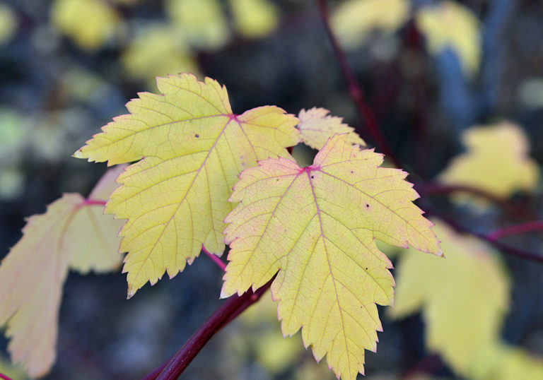 On The Road - Mike in Oly - Fall Foliage - Tieton River, WA