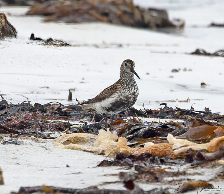 On The Road - Albatrossity - Summertime in Scotland - #2