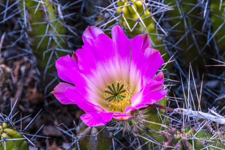 On The Road -  ?BillinGlendaleCA - Flowers 3