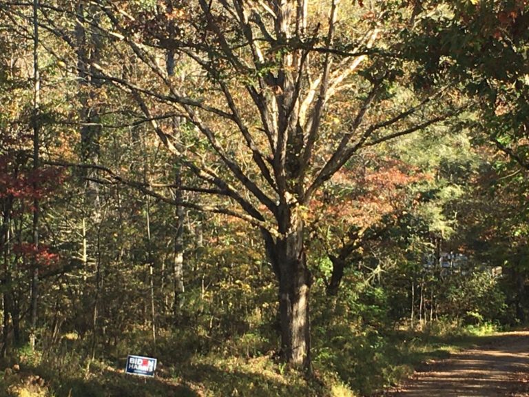 On The Road - Election Respite, The Magic of Trees Edition 8