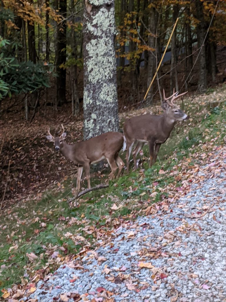 On The Road - Jerry - Blue Ridge Mountains, Fall 2020 5