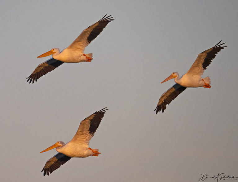 On The Road - Albatrossity - Fall in Flyover Country #2 8