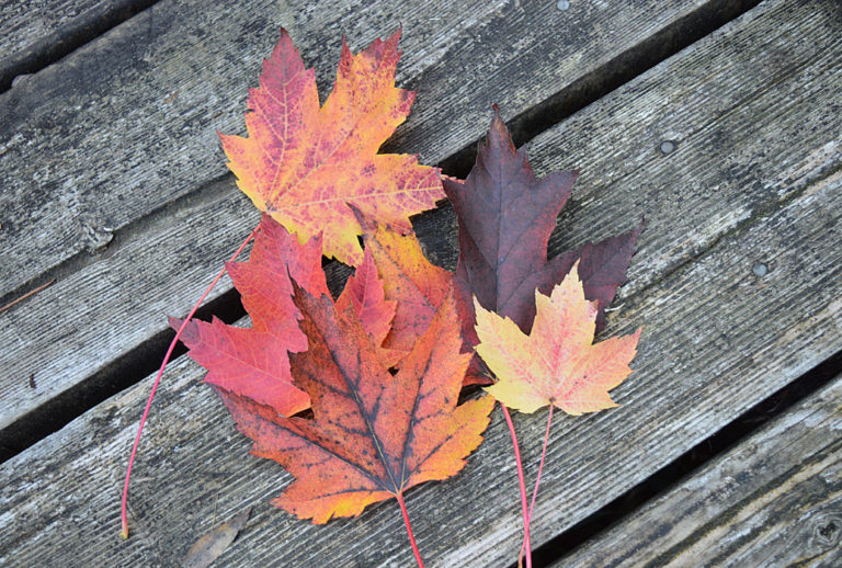 On The Road After Dark - Mike in Oly - Fall Foliage - My Backyard 7