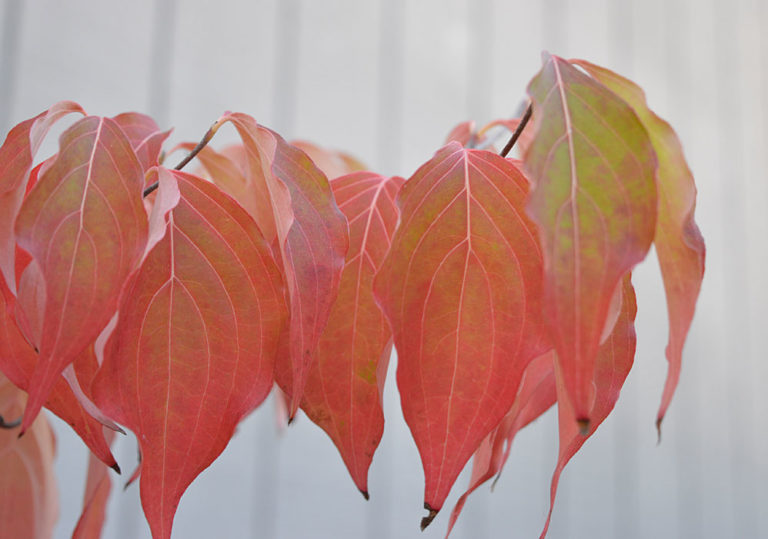 On The Road After Dark - Mike in Oly - Fall Foliage - My Backyard 5