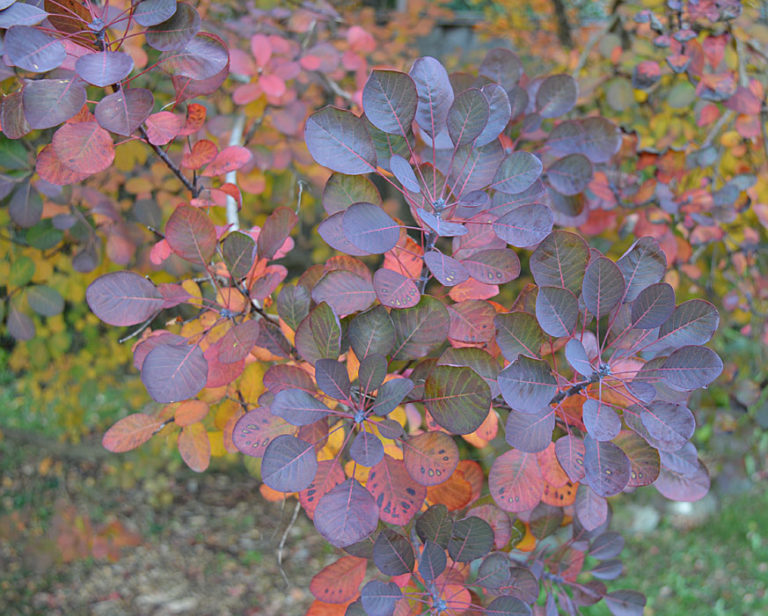 On The Road After Dark - Mike in Oly - Fall Foliage - Olympia, WA 4