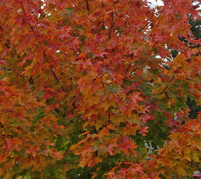 On The Road After Dark - Mike in Oly - Fall Foliage - Olympia, WA 5