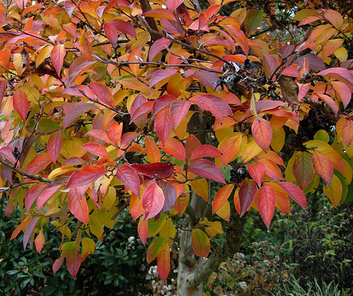 On The Road After Dark - Mike in Oly - Fall Foliage - Olympia, WA 3