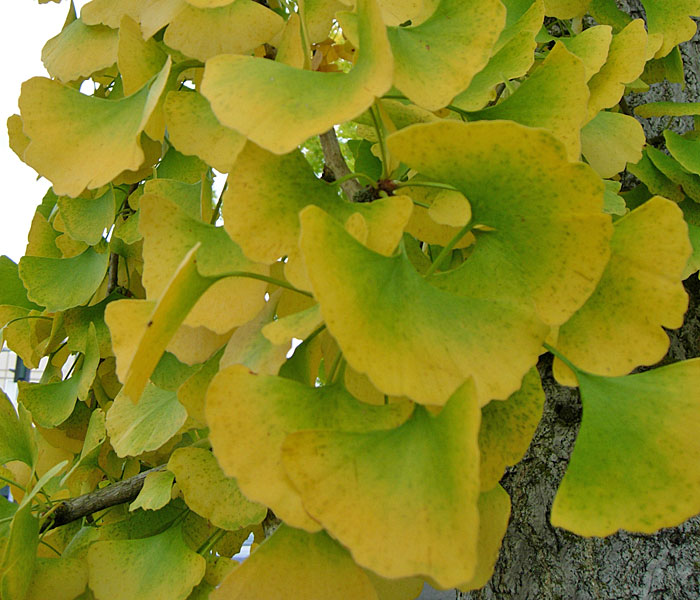 On The Road After Dark - Mike in Oly - Fall Foliage - Olympia, WA 2