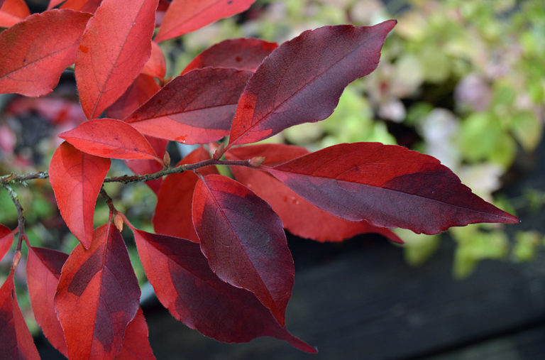 On The Road After Dark - Mike in Oly - Fall Foliage - My Backyard 2