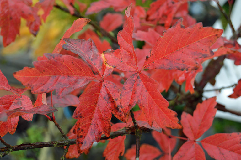 On The Road After Dark - Mike in Oly - Fall Foliage - My Backyard 6