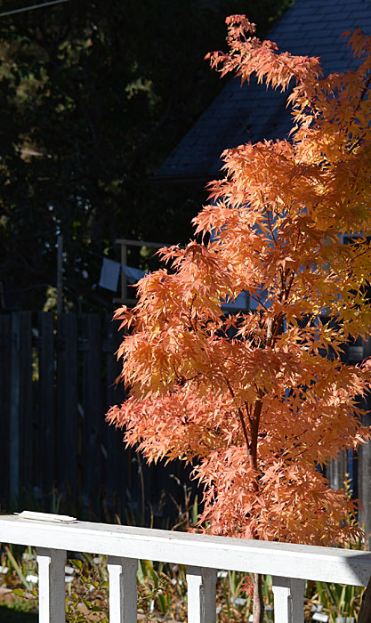 On The Road After Dark - Mike in Oly - Fall Foliage - My Backyard 3