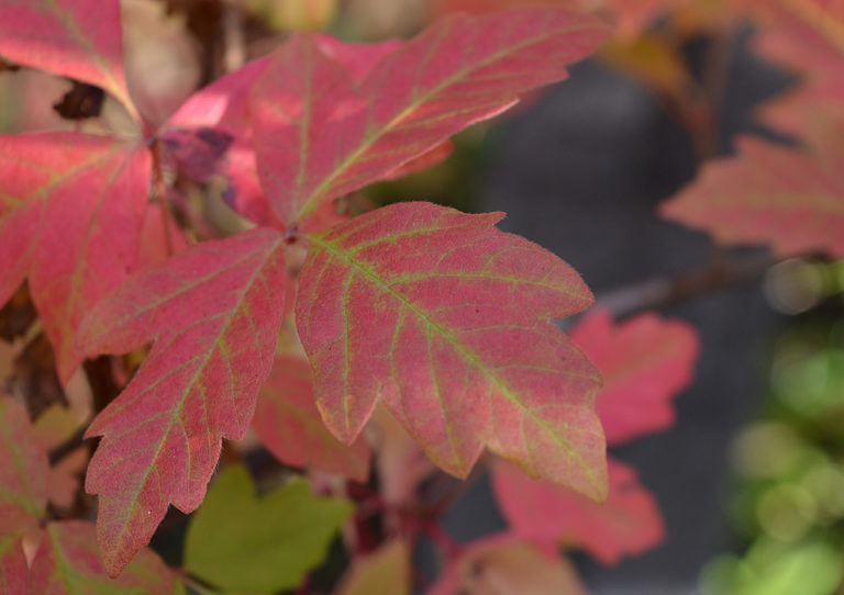 On The Road After Dark - Mike in Oly - Fall Foliage - My Backyard 4