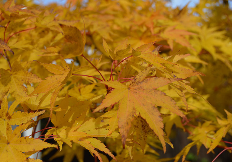 On The Road After Dark - Mike in Oly - Fall Foliage - My Backyard 1