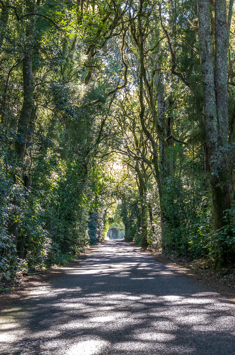 On The Road - Dagaetch - Election Respite, New Zealand Edition 1