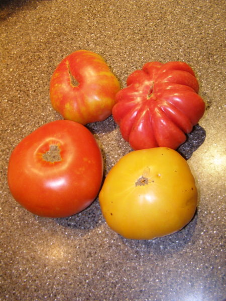 Quatro Amigos tomatoes