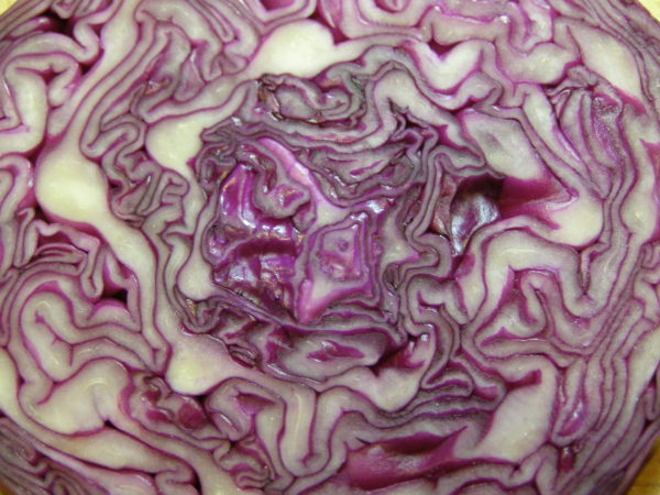 Cabbage Fractals 2