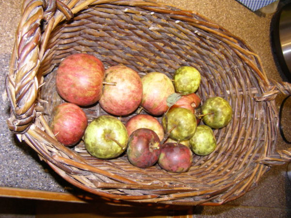 First Harvest Apples