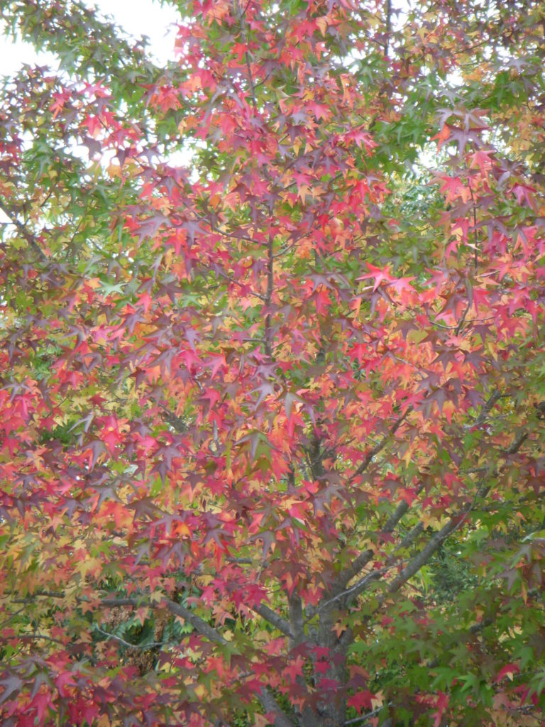 On The Road - JanieM - Fall Color Part III -- Moods from Here and There 6
