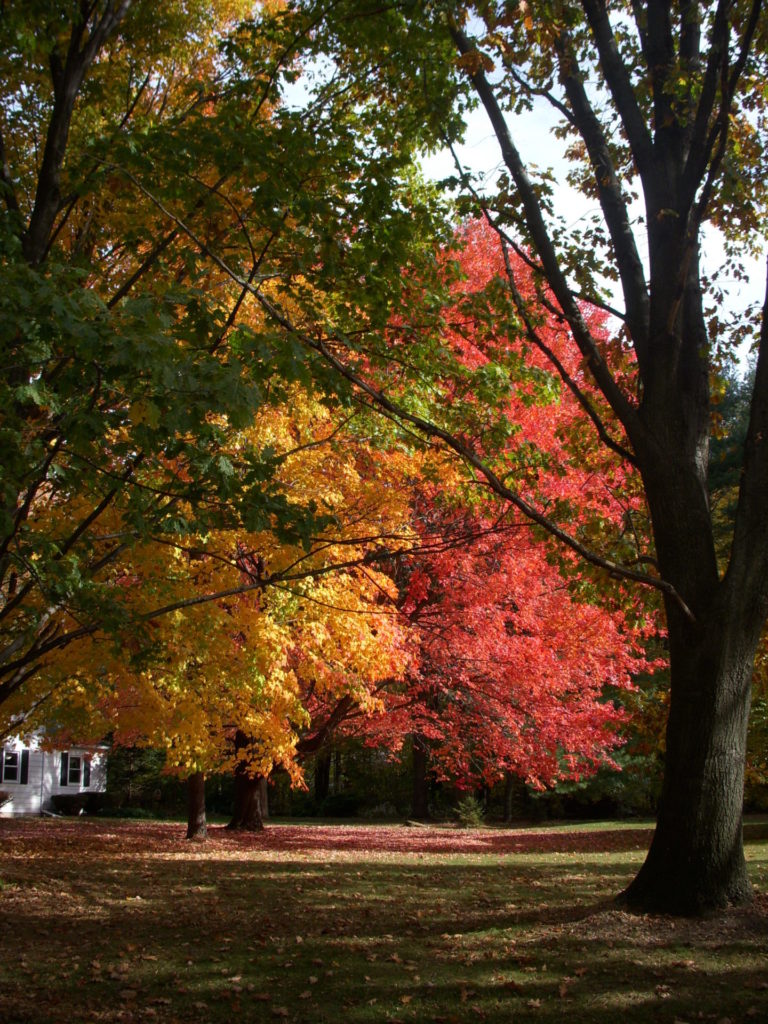 On The Road - JanieM - Fall Color Part III -- Moods from Here and There 1