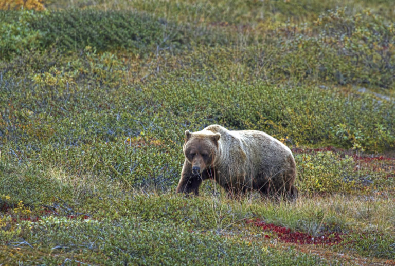 On The Road - arrieve - Denali National Park, Alaska 2