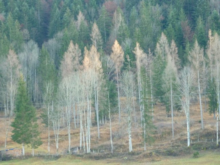 On The Road - way2blue - Walchsee Fall Color