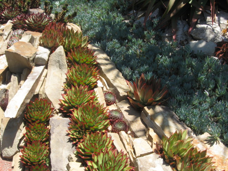 On The Road - Mary G - Sherman Gardens Cactus & Succulents 4