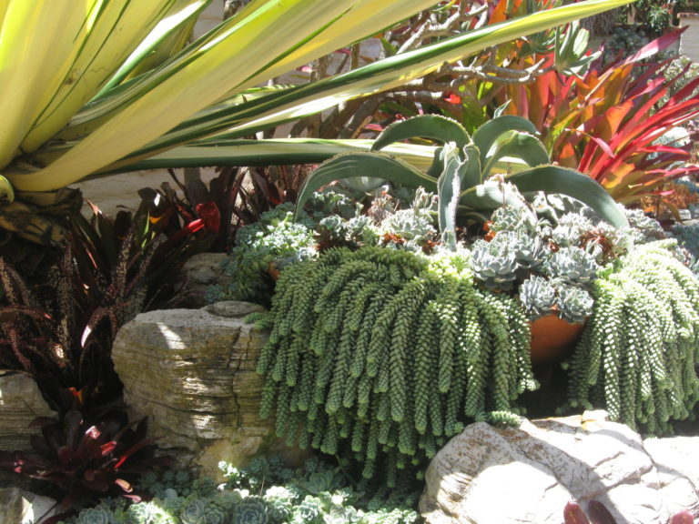 On The Road - Mary G - Sherman Gardens Cactus & Succulents 5