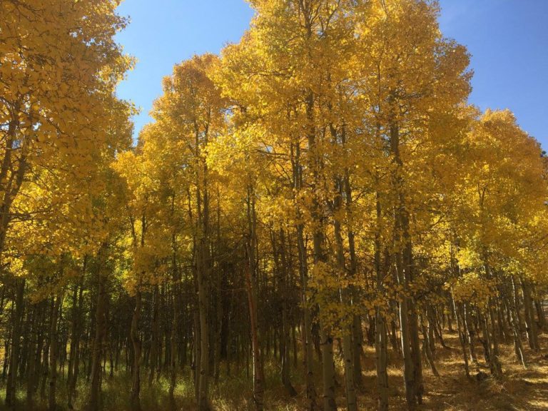 On The Road - UncleEbeneezer - Eastern Sierra Fall Color 2017 5