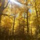 On The Road - UncleEbeneezer - Eastern Sierra Fall Color 2017 4