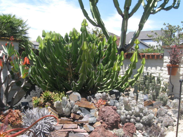 On The Road - Mary G - Sherman Gardens Cactus & Succulents 1