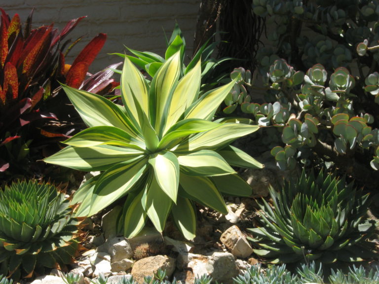 On The Road - Mary G - Sherman Gardens Cactus & Succulents 3