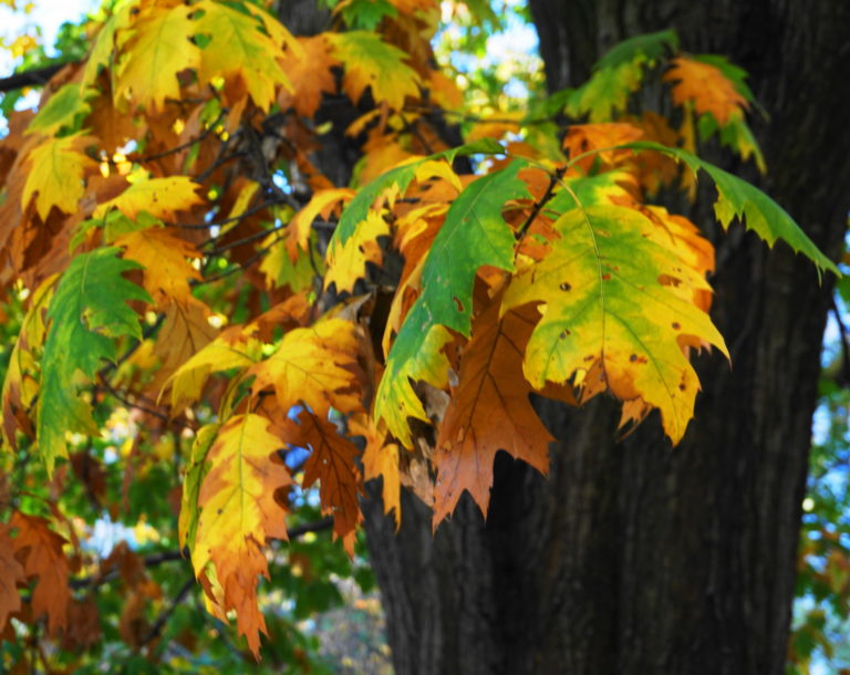 On The Road - ema - Fall Colors 5