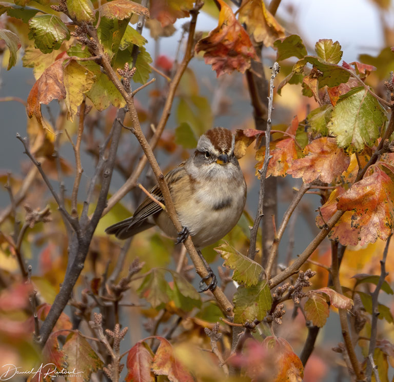 On The Road - Albatrossity - October in the Sandhills #2 5