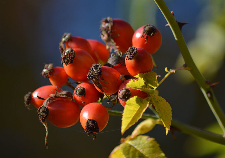 On The Road - Mike in Oly - Fall Foliage - & Fruits! 5