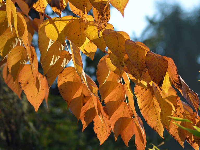 On The Road - Mike in Oly - Fall Foliage - & Fruits! 6