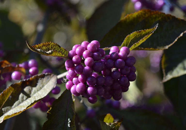 On The Road - Mike in Oly - Fall Foliage - & Fruits! 7