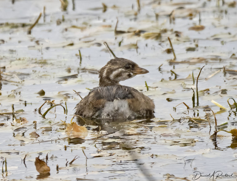 On The Road - Albatrossity - October in the Sandhills #2 8