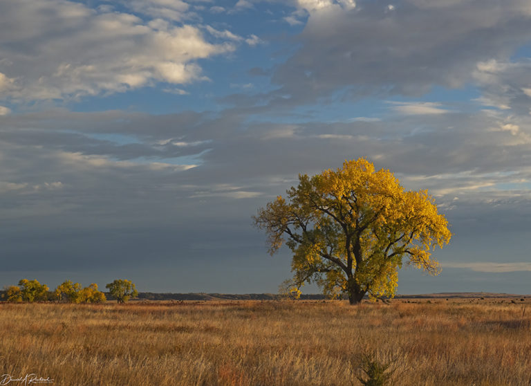 On The Road - Albatrossity - October in the Sandhills #1 7