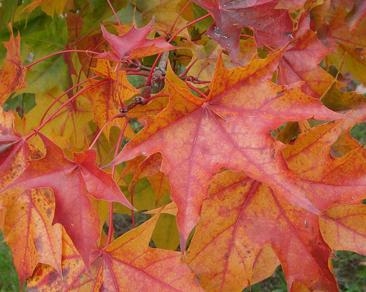 On The Road - Mike in Oly - Fall Foliage - & Fruits!