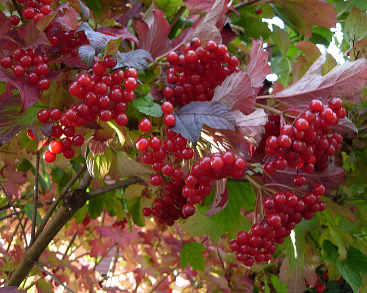 On The Road - Mike in Oly - Fall Foliage - & Fruits! 1