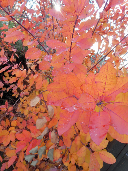 On The Road - Mike in Oly - Fall Foliage - & Fruits! 2