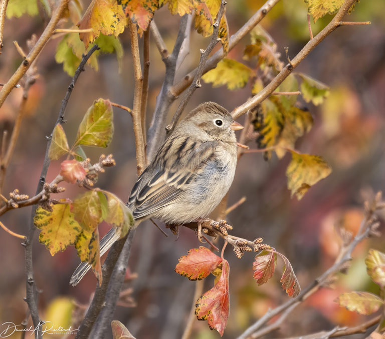 On The Road - Albatrossity - October in the Sandhills #2 6