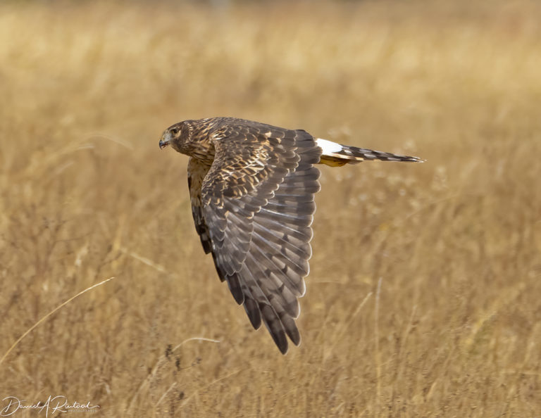 On The Road - Albatrossity - October in the Sandhills #1 4